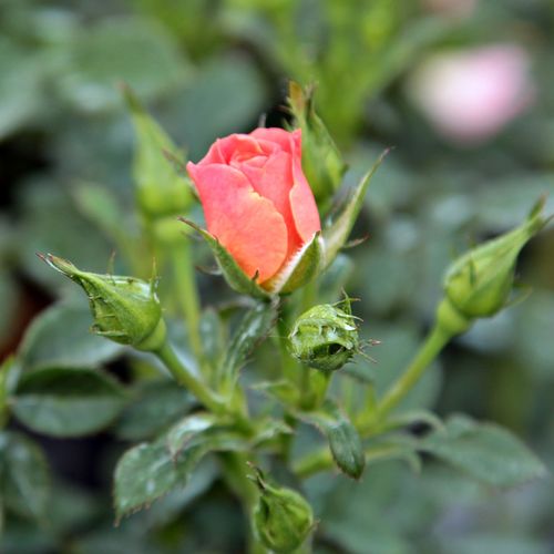 Rosa pesca - Rose per aiuole (Polyanthe – Floribunde) - Rosa ad alberello0